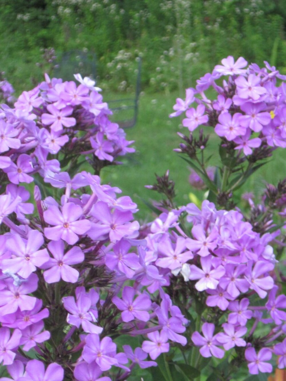 8- plants old fashion garden phlox perennial cut flowers grandma yard zone 4-8